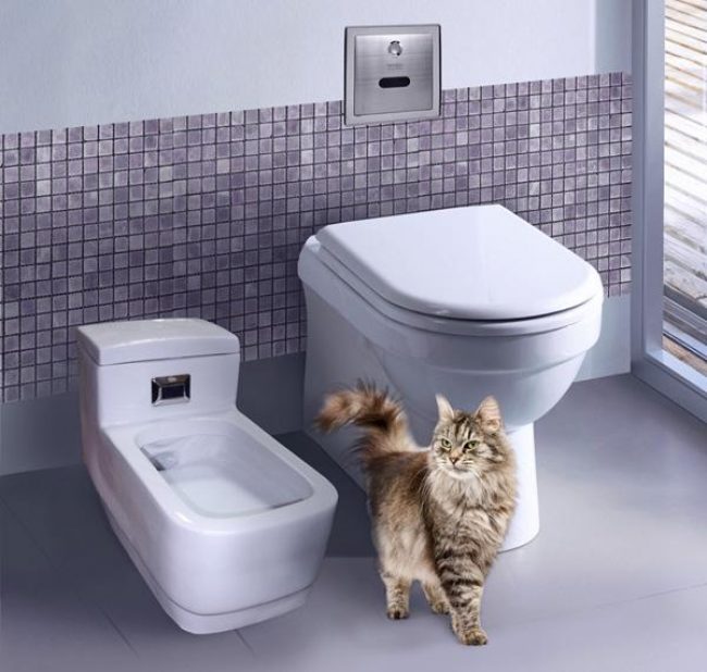 Automatikus WC macskáknak