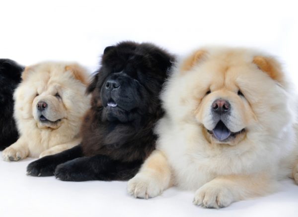 Hogyan kell etetni a chow chow-t, olvassa el a cikket