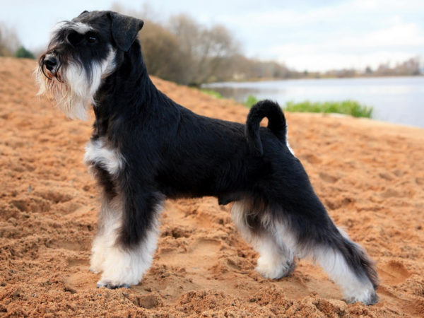 Hogyan lehet etetni a miniatűr schnauzert, olvassa el a cikket