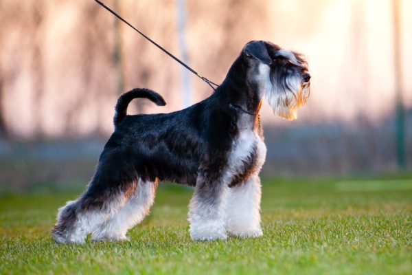 Hogyan lehet etetni a miniatűr schnauzert