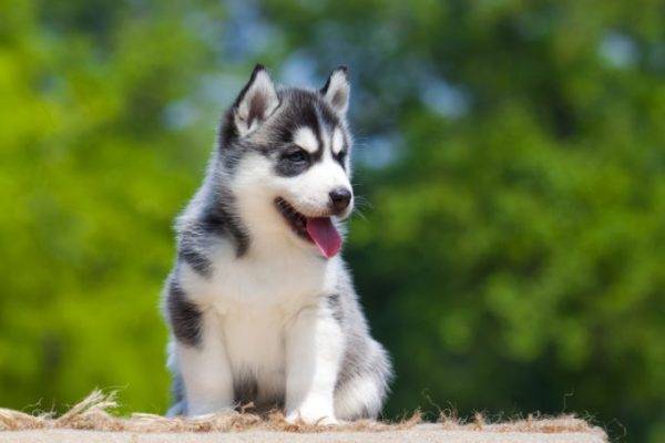 husky kiskutya