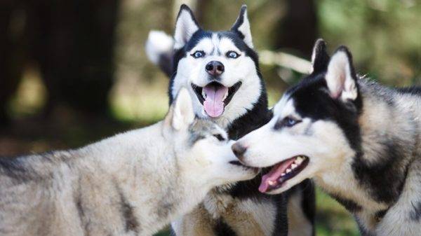 három husky