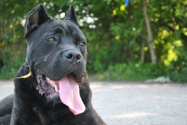 Cane Corso arca