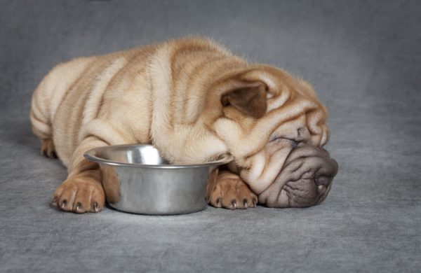 Mit etessen Sharpei