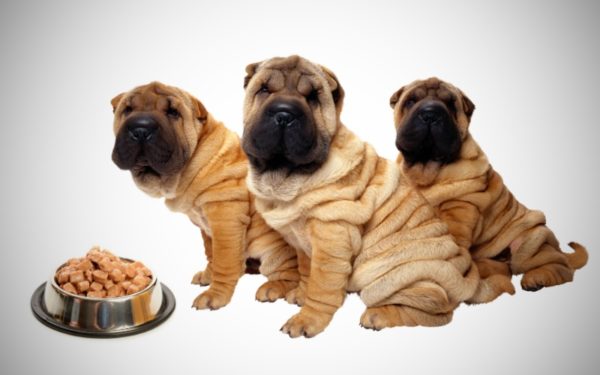 Hogyan táplálja Sharpei olvassa el a cikket