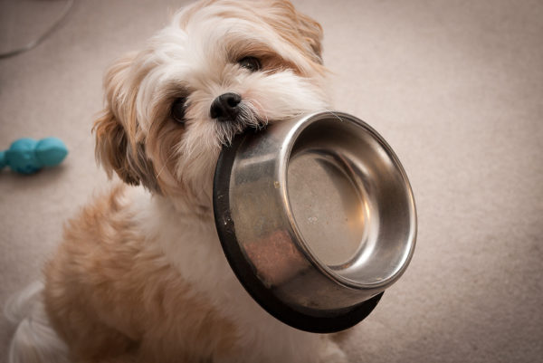 Hogyan táplálja Shih Tzu