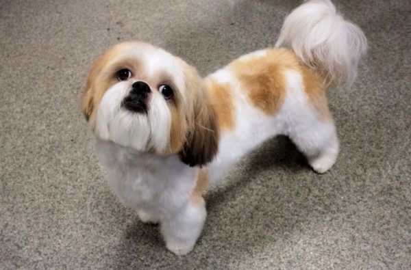 Hogyan táplálja Shih Tzu olvassa el a cikket