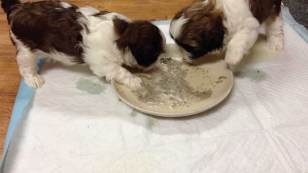 Shih Tzu eszik