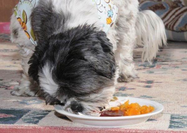 Shih Tzu természetes diéta