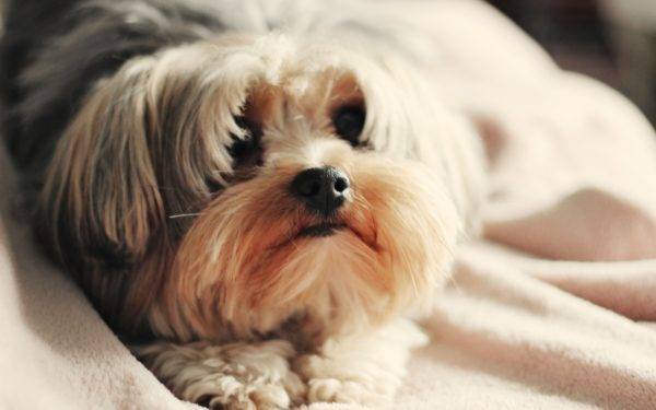A legjobb száraz étel Shih Tzu számára