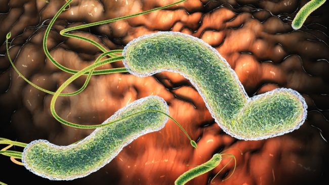 Pestis macskák tünetei