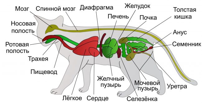 Pestis macskák tünetei