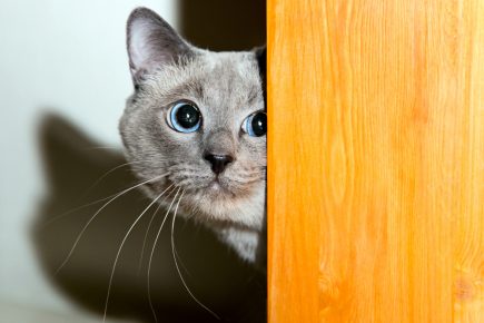 macska sarkon néz ></p>
<p>A szakértők azt tanácsolják, hogy fordítsanak nagyobb figyelmet a háziállatra, gyakrabban fésülheti a haját, kommunikálhat vele, elkényeztetheti a finomságokat még a kezéből is táplálja </p>
<p>A homályos tüneteket a lehető leghamarabb meg kell találni. vegye fel a kapcsolatot állatorvosával, hogy ne keverje össze a depresszió megnyilvánulásait egy súlyosabb betegség tünetei, amelyek diagnosztizálása csak szakember képes.  Ha a depresszió megerősítést nyer, A kedvtelésből tartott állatok állapotát az alábbiak szerint lehet enyhíteni: </p>
<ul>
<li>könnyű nyugtatók szedése természetes alapon (csak az állatorvos utasítása szerint); </li>
<li>étrend megváltoztatása (vannak olyan táplálékok, amelyeket kifejezetten a gyakran stresszes macskák); </li>
<li>az összes lehetséges irritáló hatás eltávolítása (vegye le a gallért, cserélje ki a kellemetlen tálat vízre és ételekre); </li>
<li>zavaró viselkedés (ne lökje meg és ne vegye fel az állatot az akarata ellenére); </li>
<li>a szabad mozgás és a játékok biztosítása. </li>
</ul>
<p>A helyes megközelítés, zavaró figyelem, melegség, szeretet és szeretet a háziállat – a garancia, hogy az idő múlásával mentális állapota minden bizonnyal normalizálódik, és a macska ismét tetszik a szokásos viselkedés tulajdonosai. </p>
<p><!-- AB286723 --></p><script>
window.jsInputerLaunch = 15;
if (typeof launchAsyncFunctionLauncher === 