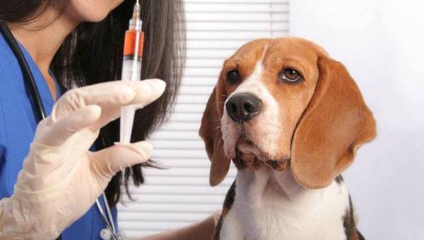 beagle az állatorvosnál