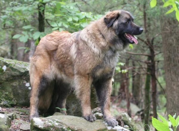 Estrel Shepherd Olvassa el a cikket