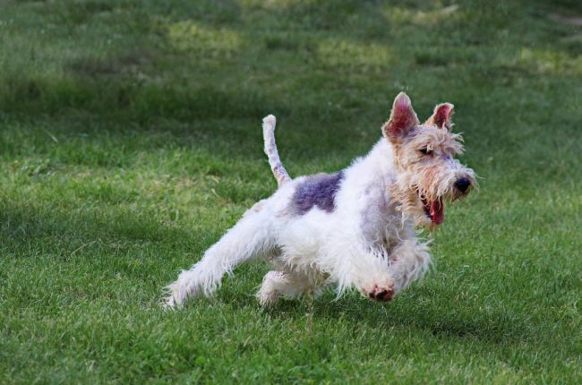 Fox Terrier