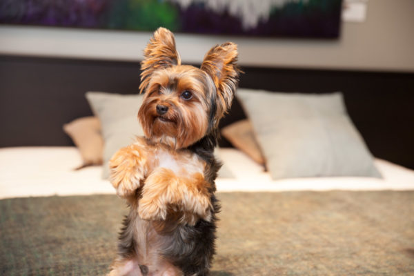 A Yorkshire Terrier karakterének olvassa el a cikket