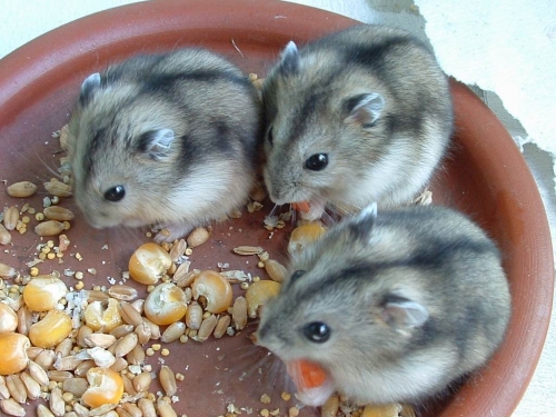 „”