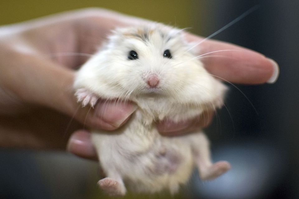 „”