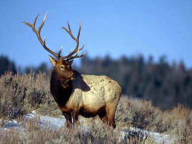 Caribou