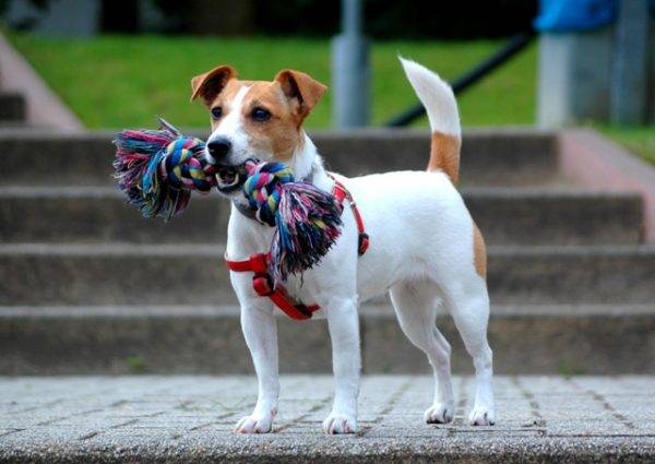 Jack Russell Terrier sétára