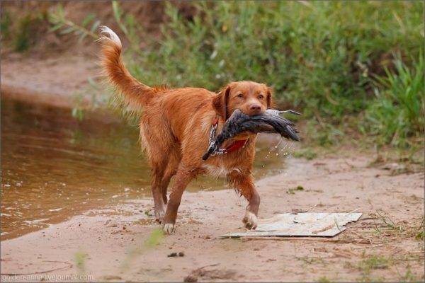 nova skót retriever zsákmányával