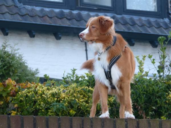 Nova Scotia retriever gallérral