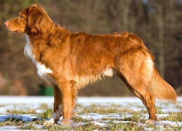 A Nova Scotia Retriever leírása