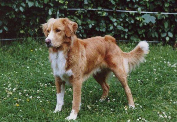 Nova Scotia retriever gyapjú