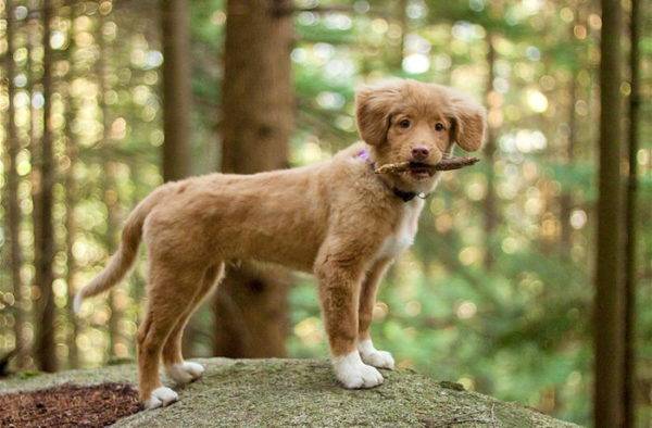 a Nova Scotia retriever karaktere