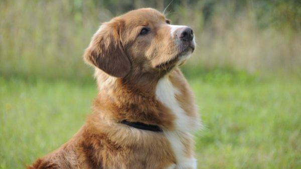 gyönyörű nova scotian retriever