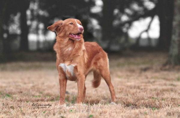 aranyos Nova Scotia retriever