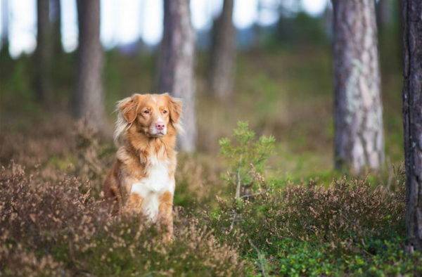 Nova Scotia Retriever az erdőben