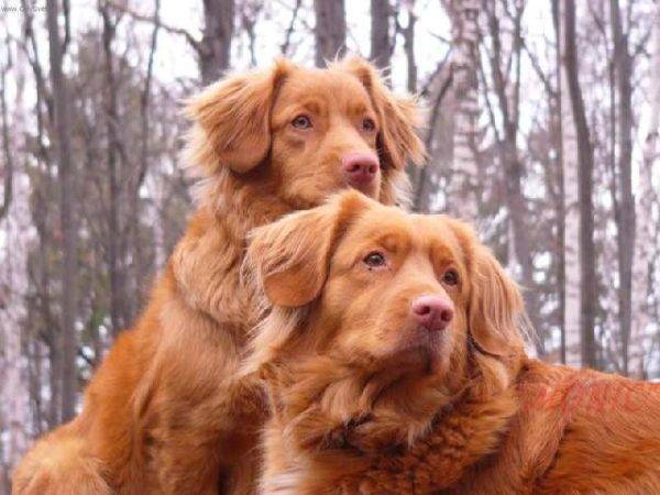 két aranyos Nova Scotia retriever