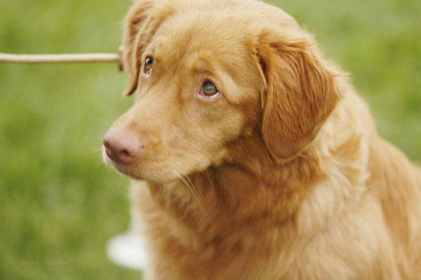 A Nova Scotia retriever ül