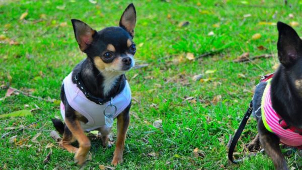 Jellemzők Chihuahua képzés olvassa el a cikket