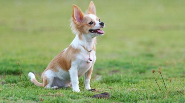 Chihuahua Training Olvassa el a cikket