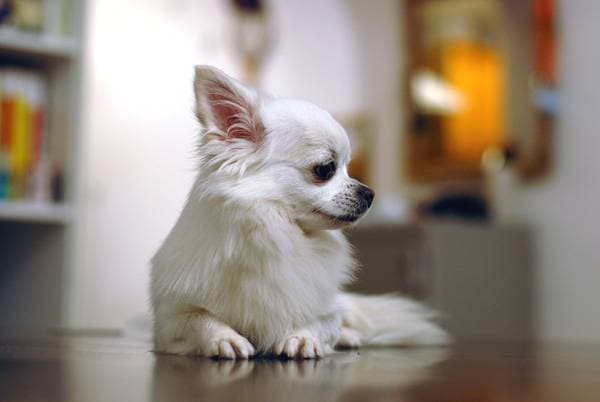 Chihuahua képzés. Finom WC-kérdés