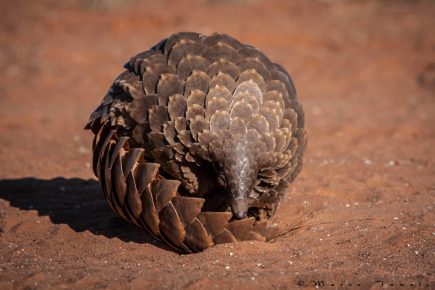 Pangolin