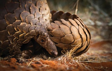 Pangolin