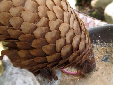 Pangolin mérlegek