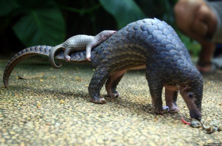 Pangolin egy kölyökkel