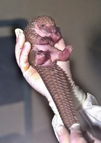 Kis pangolin