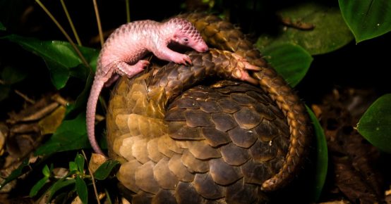 Pangolin és kölyök