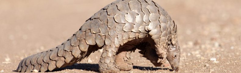 Pangolin