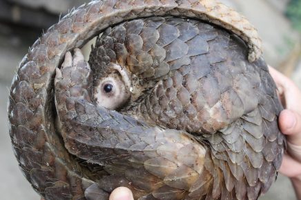 Pangolin összehajolt