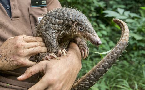 Pangolin az ember kezében