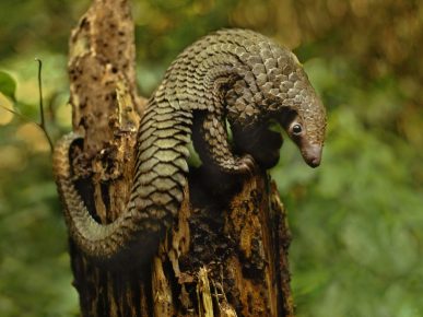 Pangolin egy régi csonkon