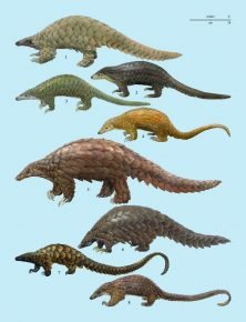 A pangolinok típusai