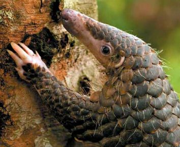 Pangolin karom